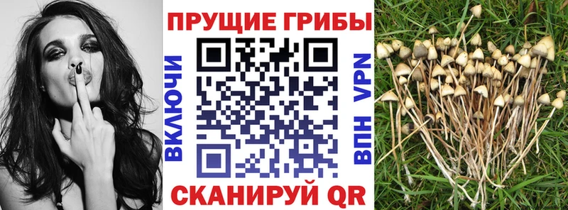 Галлюциногенные грибы мицелий  Кострома 